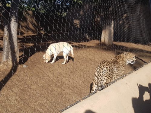 Cheetah and dog together San Diego Zoo, USA