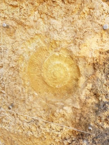 There are a few fossils around fossils on Caminito Del Rey, Spain