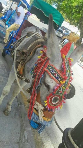 Donkey Ride Mijas, Spain