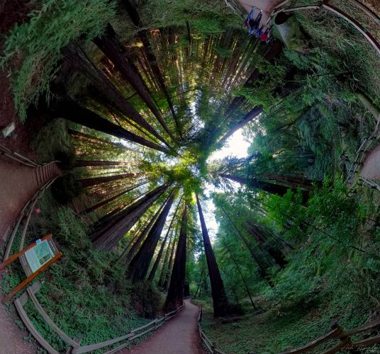 Muir Woods 20221003 Inverted Planet San Francisco USA 4
