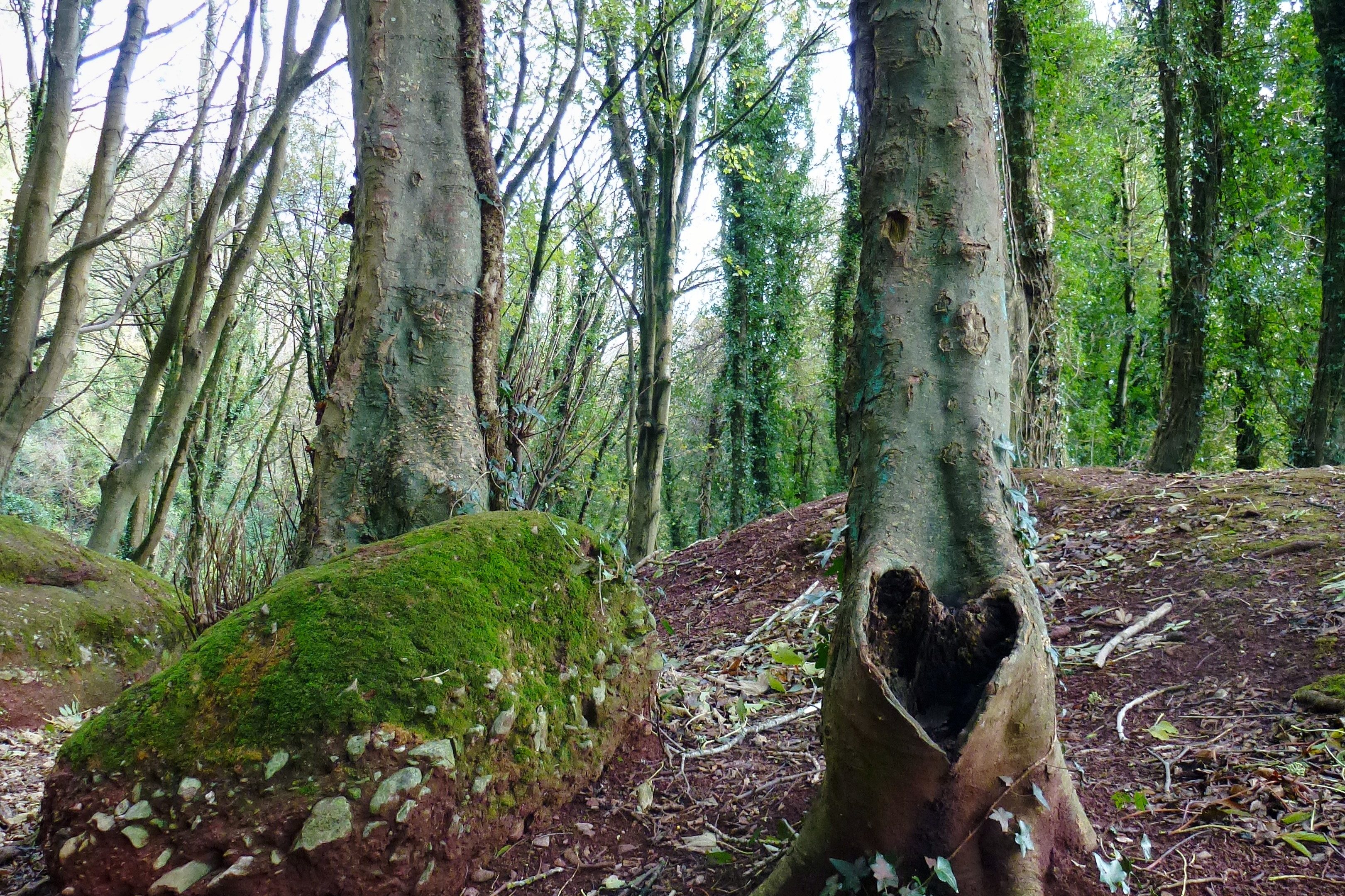 Valley of the Rocks, Watcombe Torquay, 2011 2