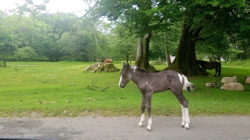 Dartmoor Pony in the road
