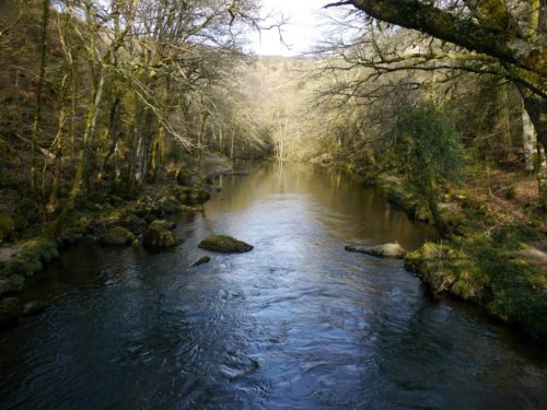Trees overhanging a body of water