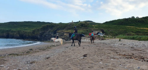 Horses enjoying the beach, Mansands Kingswear. Standard