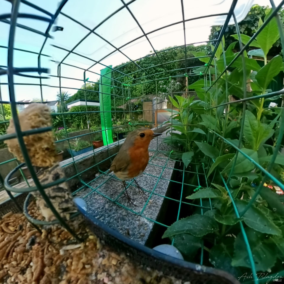Robin, Flying Cam Planet