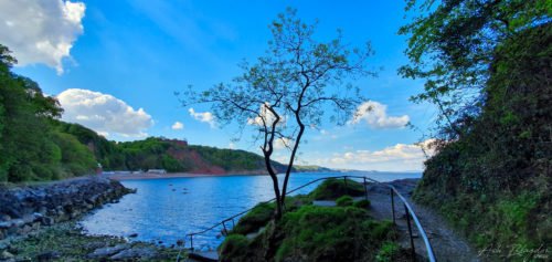 tree and beach
