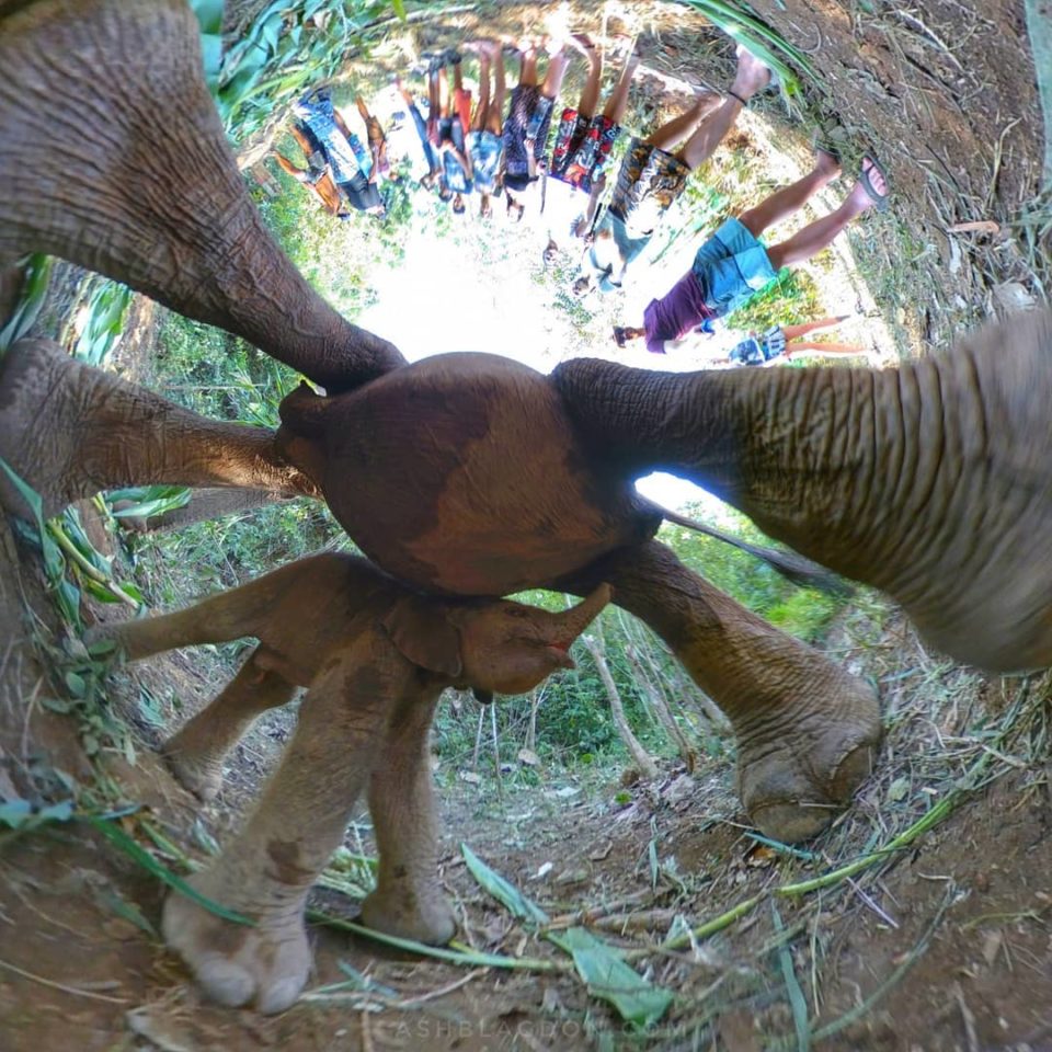 Elephant Park, Chiang Mai, Thailand, Inverted Planet