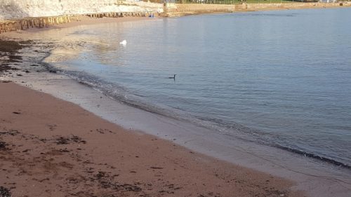 Swan & Cormorant Corbyn Head Beach Torquay