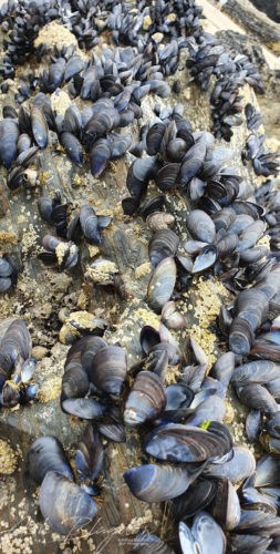 Mussels Great Western Beach