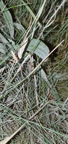 Firefly - Perranporth Beach Newquay Cornwall 2019 Firefly Perranporth Beach Newquay Cornwall