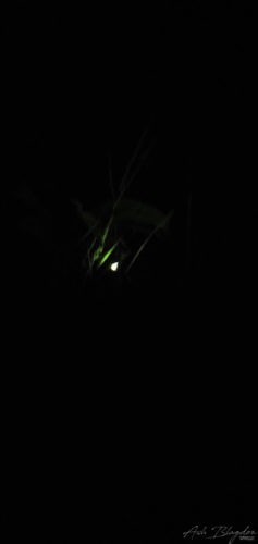 Firefly Perranporth Beach Newquay Cornwall 2019 Firefly Perranporth Beach Newquay Cornwall