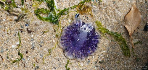 ​One of many small jellyfish on Porth Beach