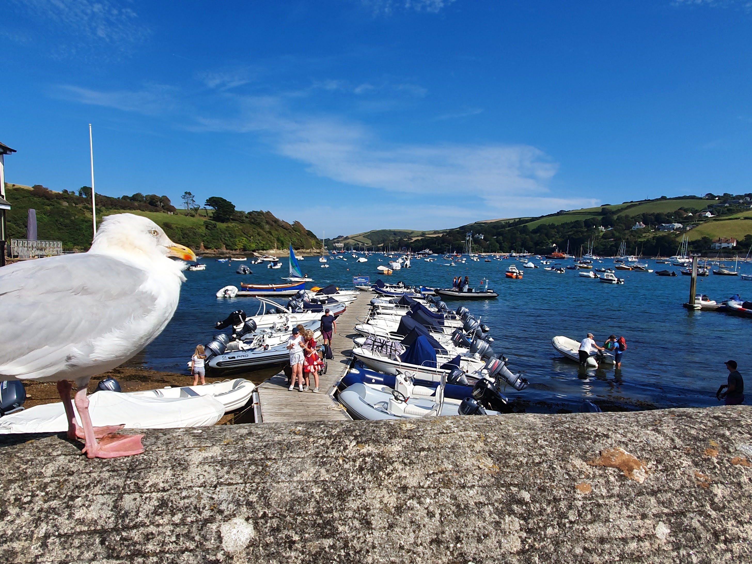 Bird sat on a wall looking down a river
