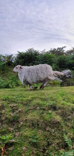Sheep running on grass