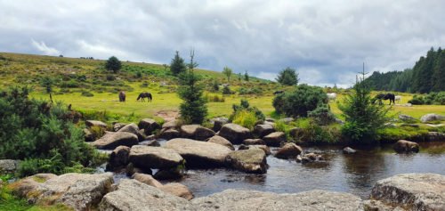 Ponies next to a river and trees on Dartmoor