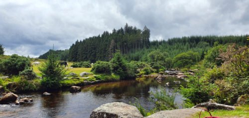 Ponies next to a river and trees on Dartmoor