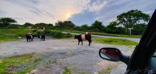 Cows in the road at sunset