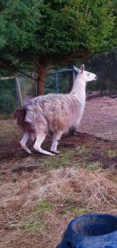 Lama Marldon Christmas Tree Farm