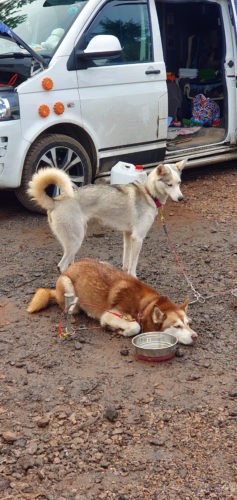 Marldon Christmas Tree Farm
