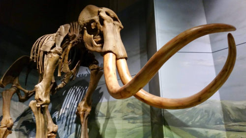 National Museum 20141128, Cardiff, Wales (3) National Museum 20141128, Cardiff, Wales (3)