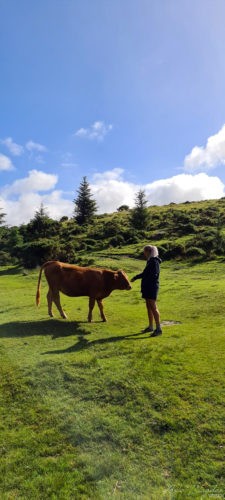 Bellever Forest 2020 Dartmoor 2