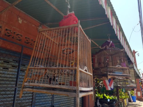 Birdcage Koh Lanta 2016 1