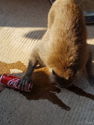 Monkey thief at Mu Ko Lanta National Park Koh Lanta 2016 14