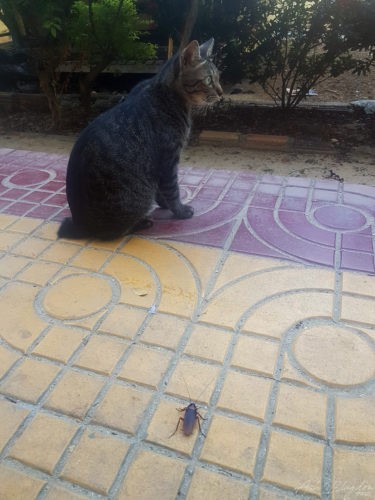 Cat & cockroach standoff Phi Phi Thailand 2018 3