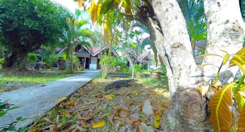 Monitor lizard at Krabi Forest Homestay, Ao Nang Thailand 11 Monitor lizard at Krabi Forest Homestay, Ao Nang Thailand 11