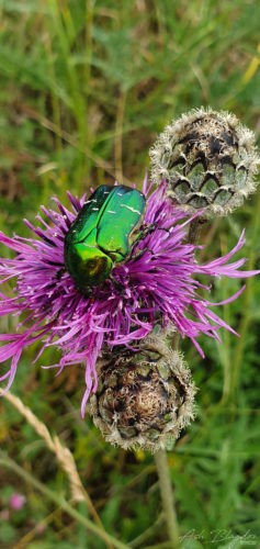Emerald Beetle Hopes Nose 2019 Torquay 1