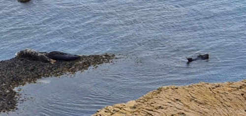 Seals at Hopes Nose 2019 Torquay 1