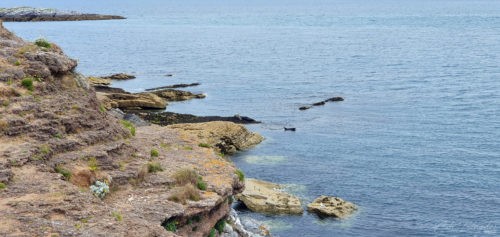 Raised Beach, Hopes Nose 2019, Torquay (2)