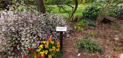 Tessier Gardens 2019 Torquay 3