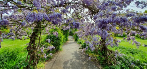 Tessier Gardens 2019 Torquay 7