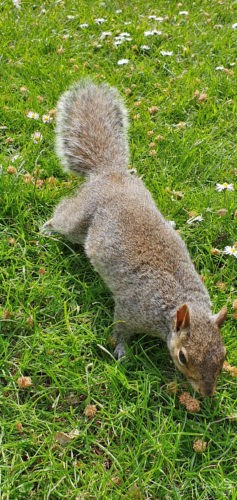 Tessier Gardens 2019 Torquay 8