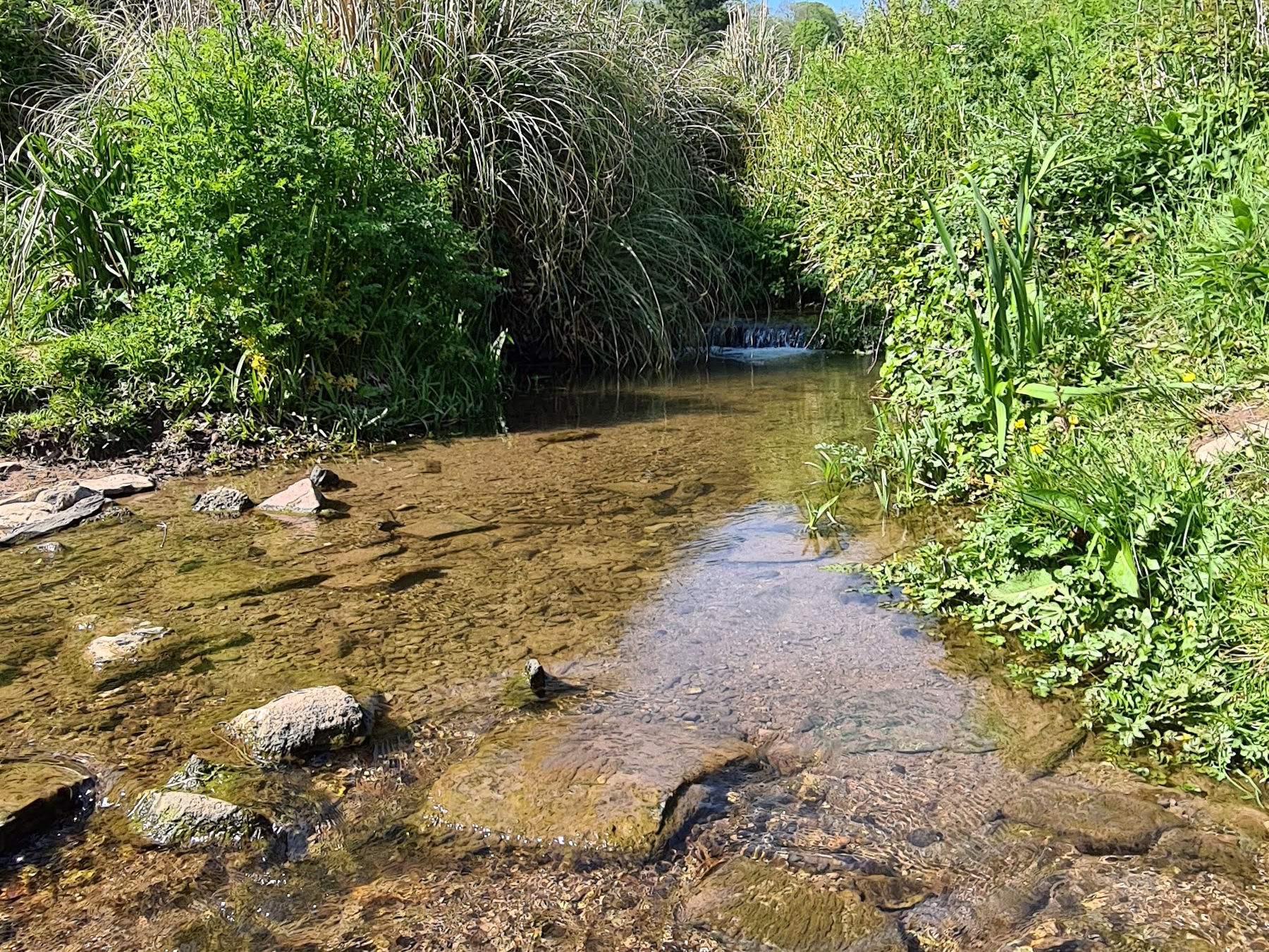 Wembury Beach 2020 9