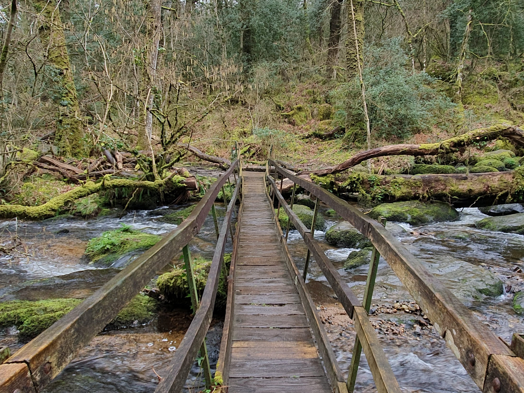 Becky Falls 2019 Dartmoor 14