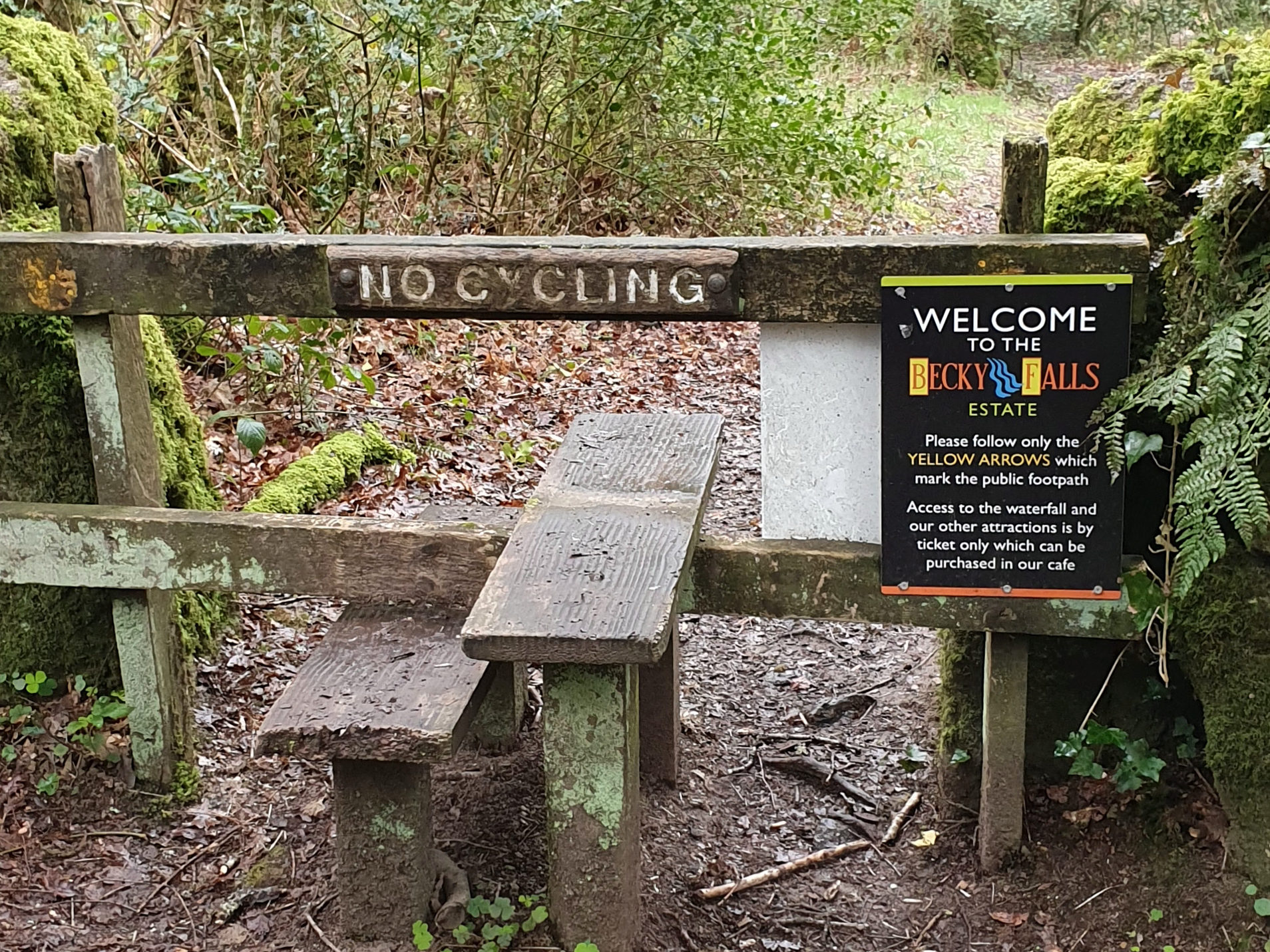 Becky Falls 2019 Dartmoor 15