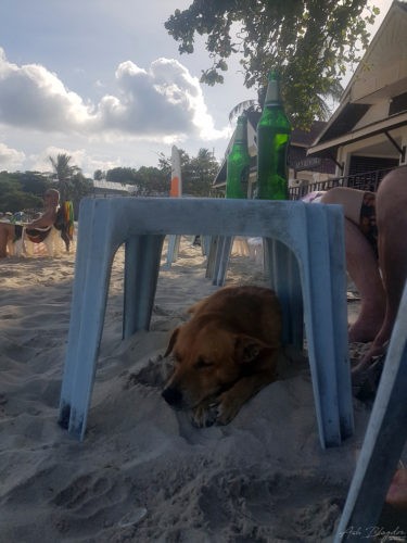 Koh Samui 2018 Thailand 6 Koh Samui 2018 Thailand 6