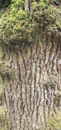 Money Tree Becky Falls 2019 Dartmoor 10