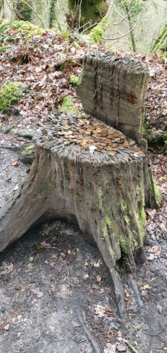 Money Tree Becky Falls 2019 Dartmoor 11