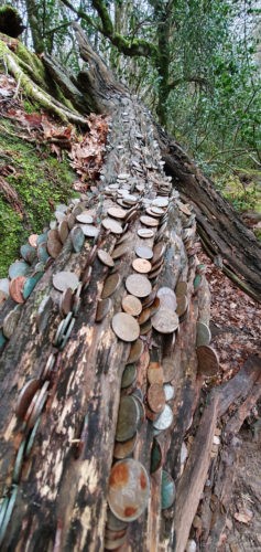 Money Tree Becky Falls 2019 Dartmoor 9