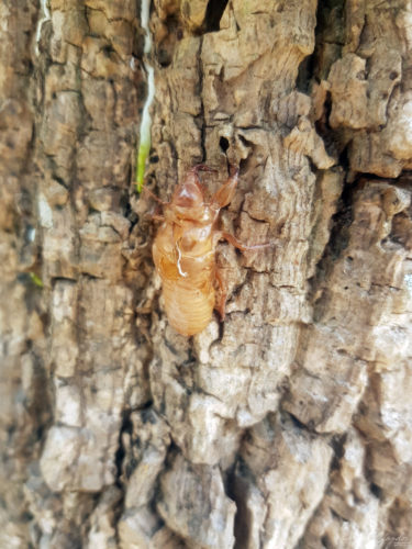 Cicadas Skin Shed Koh Tao 20180309