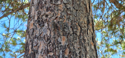 Cicadas 20220628 Crete Cicadas 20220628 Crete