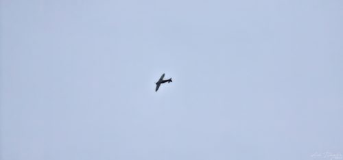 Airshow 20220604, Paignton (1)