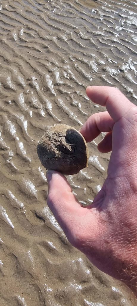 Saundersfoot Beach 20210713, Saundersfoot, Wales (5)
