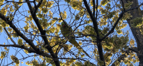 Parakeets, Terrazza Viale del Belvedere 20250325, Rome, Italy (83)